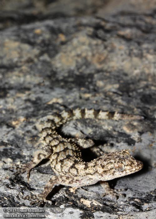 Слика од Mediodactylus aspratilis (Anderson 1973)