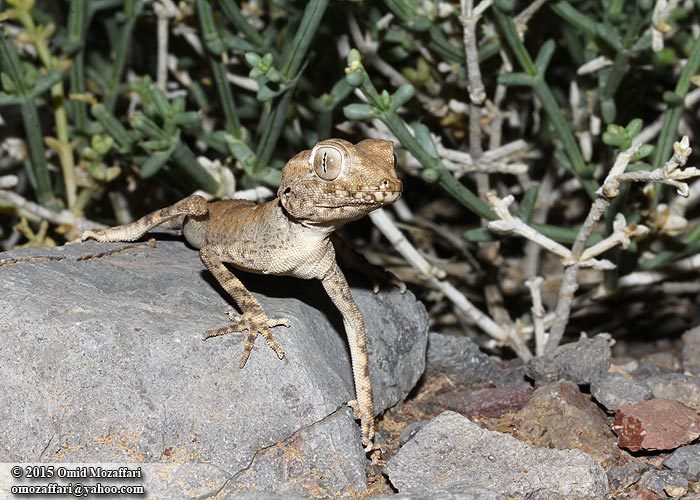 Image of Persian Spider Gecko