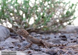 Image of Persian Spider Gecko