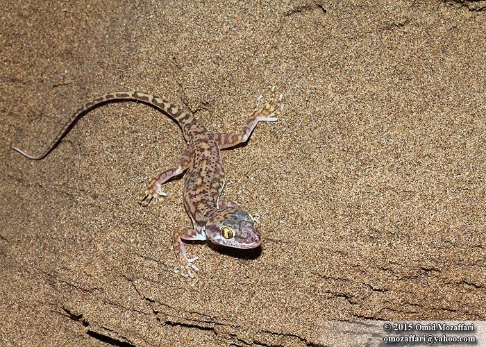 Image of Comb-toed Gecko
