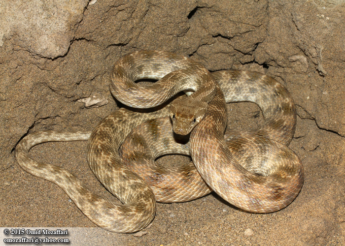 Image of Diadem Snake