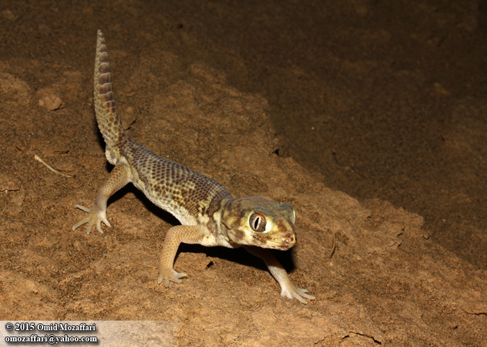 Image of Bedraiga's Wonder Gecko