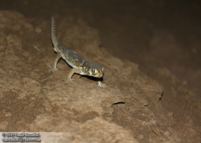 Image of Bedraiga's Wonder Gecko