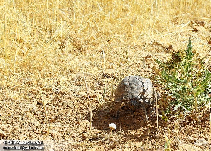 Image of Mediterranean Spur-thighed Tortoise