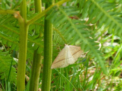 Image of brown silver-line