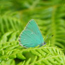 Plancia ëd Callophrys rubi (Linnaeus 1758)