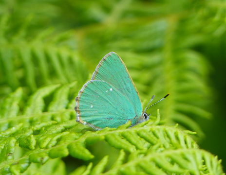 Plancia ëd Callophrys rubi (Linnaeus 1758)