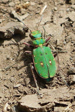 Image of Green tiger beetle