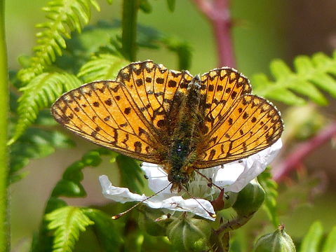 Image of Silver-bordered Fritillary