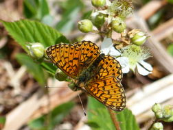 Image of Silver-bordered Fritillary