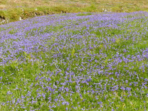 Image of Common Bluebell