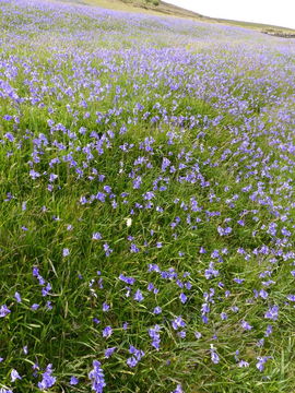 Image of Common Bluebell