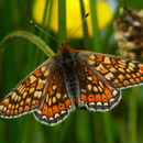 <i>Euphydryas aurinia</i> resmi