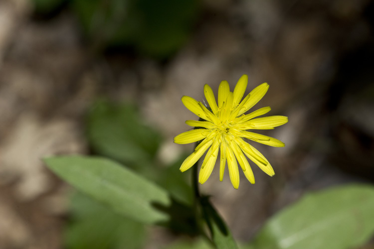 Image of prickly golden-fleece