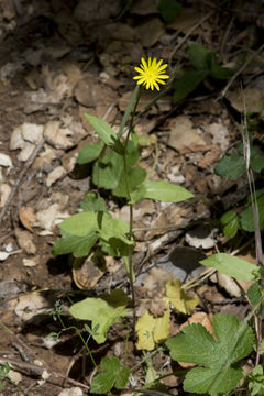 Image of prickly golden-fleece