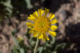 Image of Parry's blanketflower