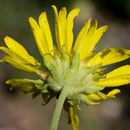 Image of Parry's blanketflower