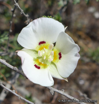 Image of Dunn's mariposa lily