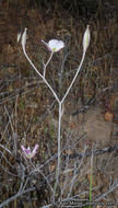 Image of Dunn's mariposa lily