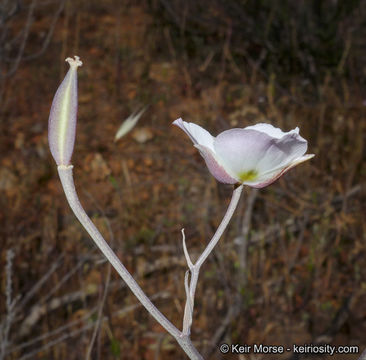 Image de Calochortus dunnii Purdy