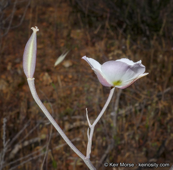 Image of Dunn's mariposa lily