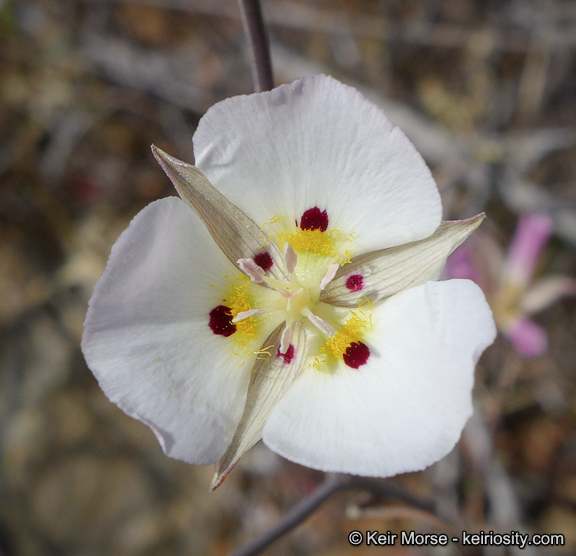 Image of Dunn's mariposa lily