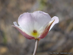 Image of Dunn's mariposa lily