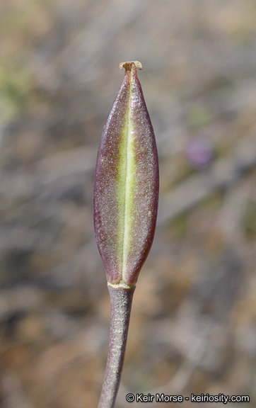 Image of Dunn's mariposa lily