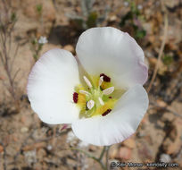 Image of Dunn's mariposa lily