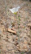 Image of Dunn's mariposa lily