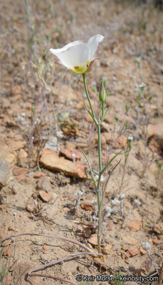 Image of Dunn's mariposa lily