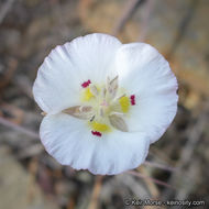 Image of Dunn's mariposa lily