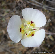 Image of Dunn's mariposa lily