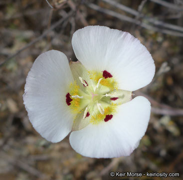 Image of Dunn's mariposa lily