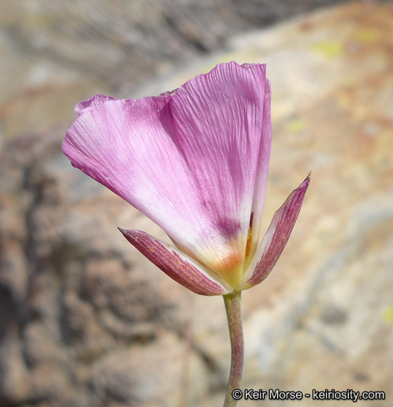 Imagem de Calochortus dunnii Purdy