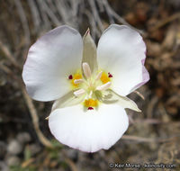 Imagem de Calochortus dunnii Purdy