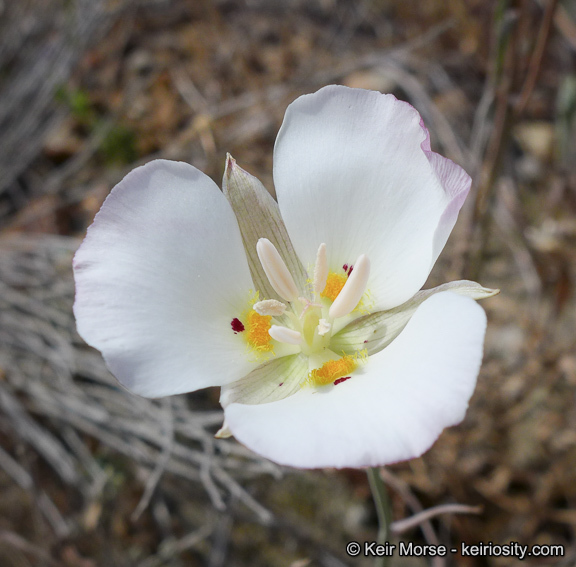 Imagem de Calochortus dunnii Purdy