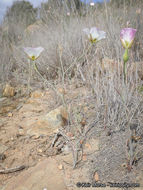 Imagem de Calochortus dunnii Purdy