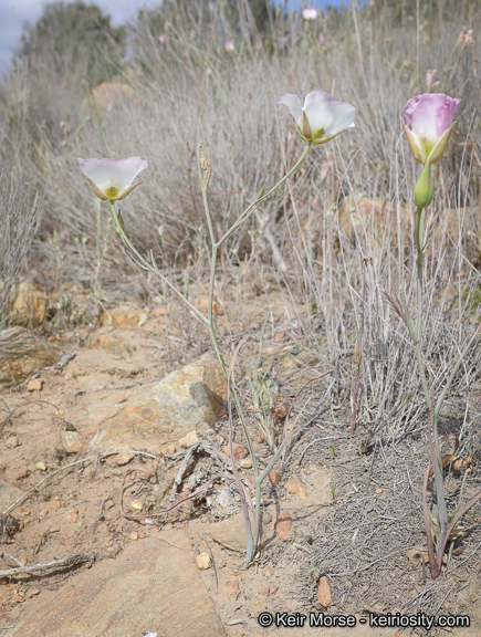 Imagem de Calochortus dunnii Purdy