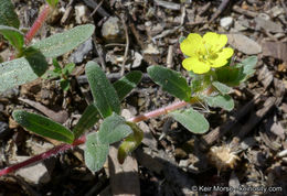 Image de Camissoniopsis lewisii (P. H. Raven) W. L. Wagner & Hoch