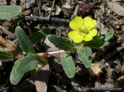 Image de Camissoniopsis lewisii (P. H. Raven) W. L. Wagner & Hoch