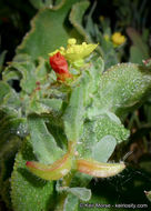 Image of Lewis' evening primrose