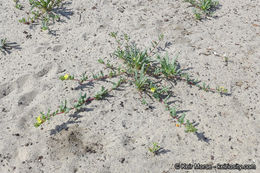 Image of Lewis' evening primrose