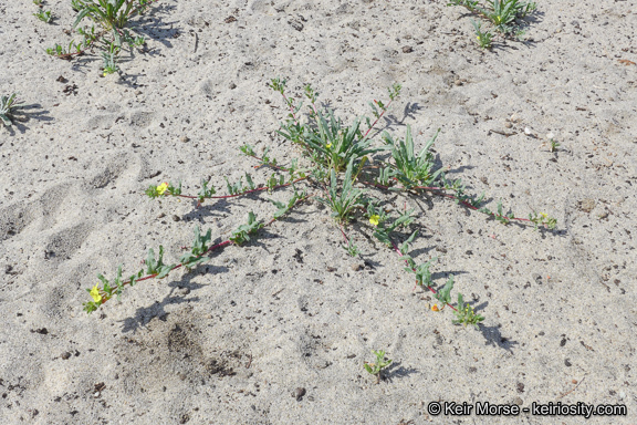 Image of Lewis' evening primrose