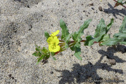 Image of Lewis' evening primrose