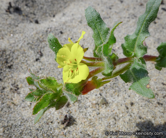 Image of Lewis' evening primrose