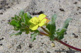 Image of Lewis' evening primrose