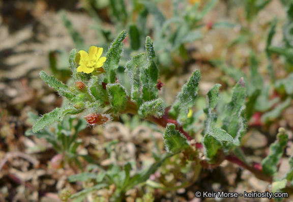 Image de Camissoniopsis lewisii (P. H. Raven) W. L. Wagner & Hoch