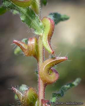 Image de Camissoniopsis lewisii (P. H. Raven) W. L. Wagner & Hoch