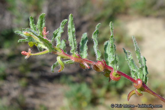 Image of Lewis' evening primrose